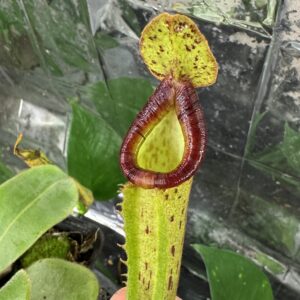 Nepenthes chaniana x platychila
