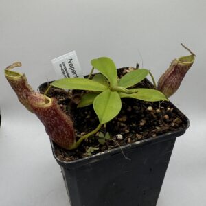 Nepenthes campanulata x mapuluensis