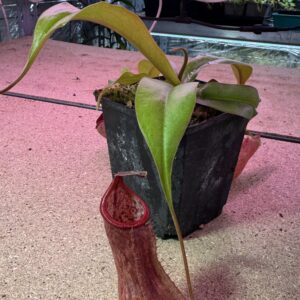 Nepenthes andanama, Phang Nga, Thailand