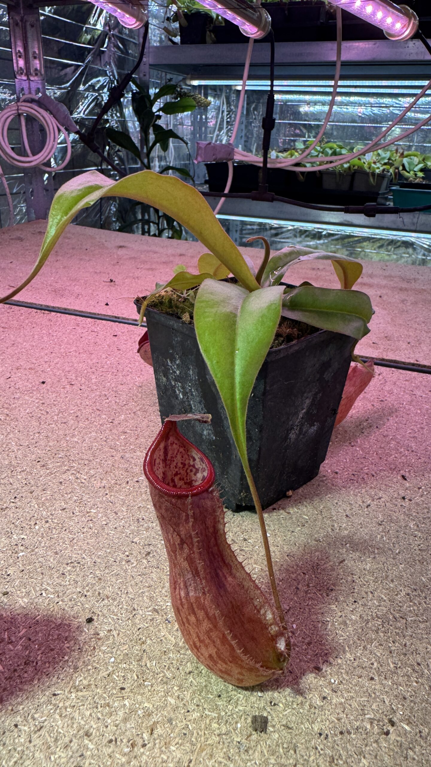 Nepenthes andanama, Phang Nga, Thailand