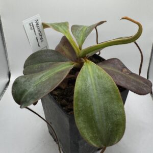 Nepenthes palawanensis, Palawan