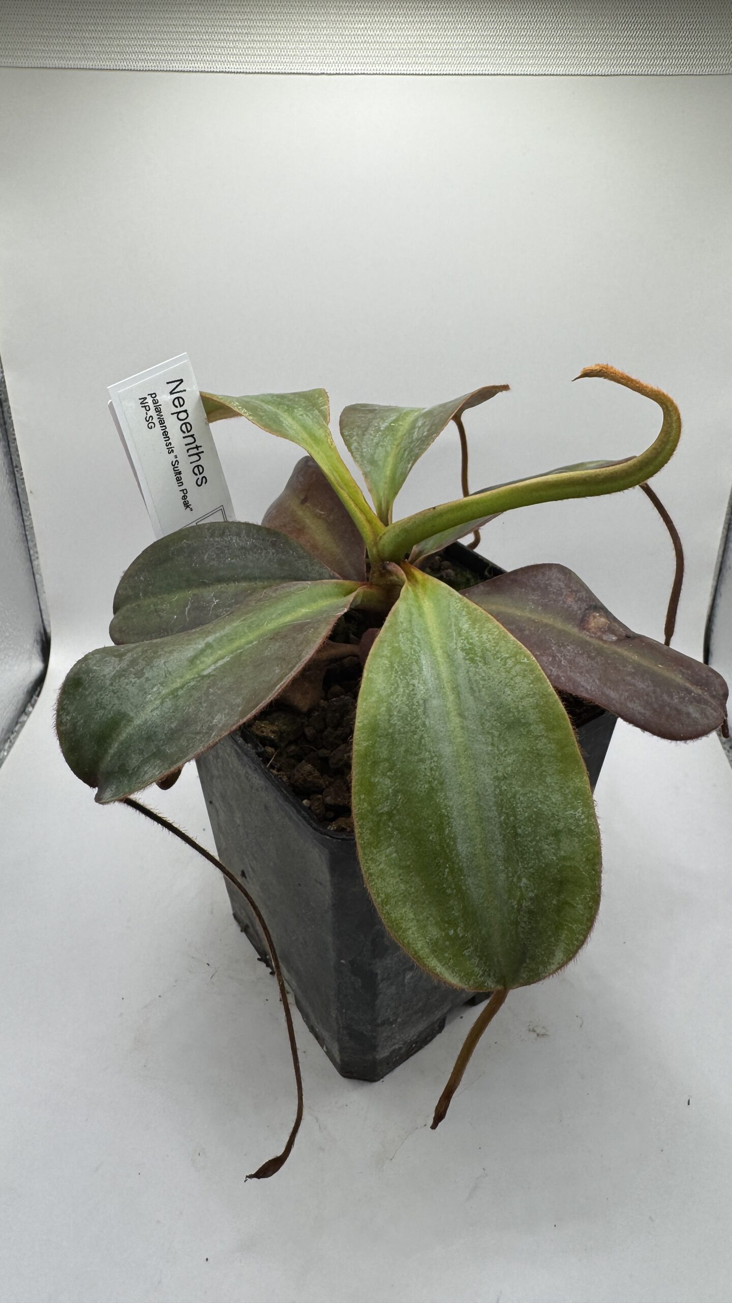 Nepenthes palawanensis, Palawan