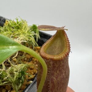 Nepenthes flava x macrophylla