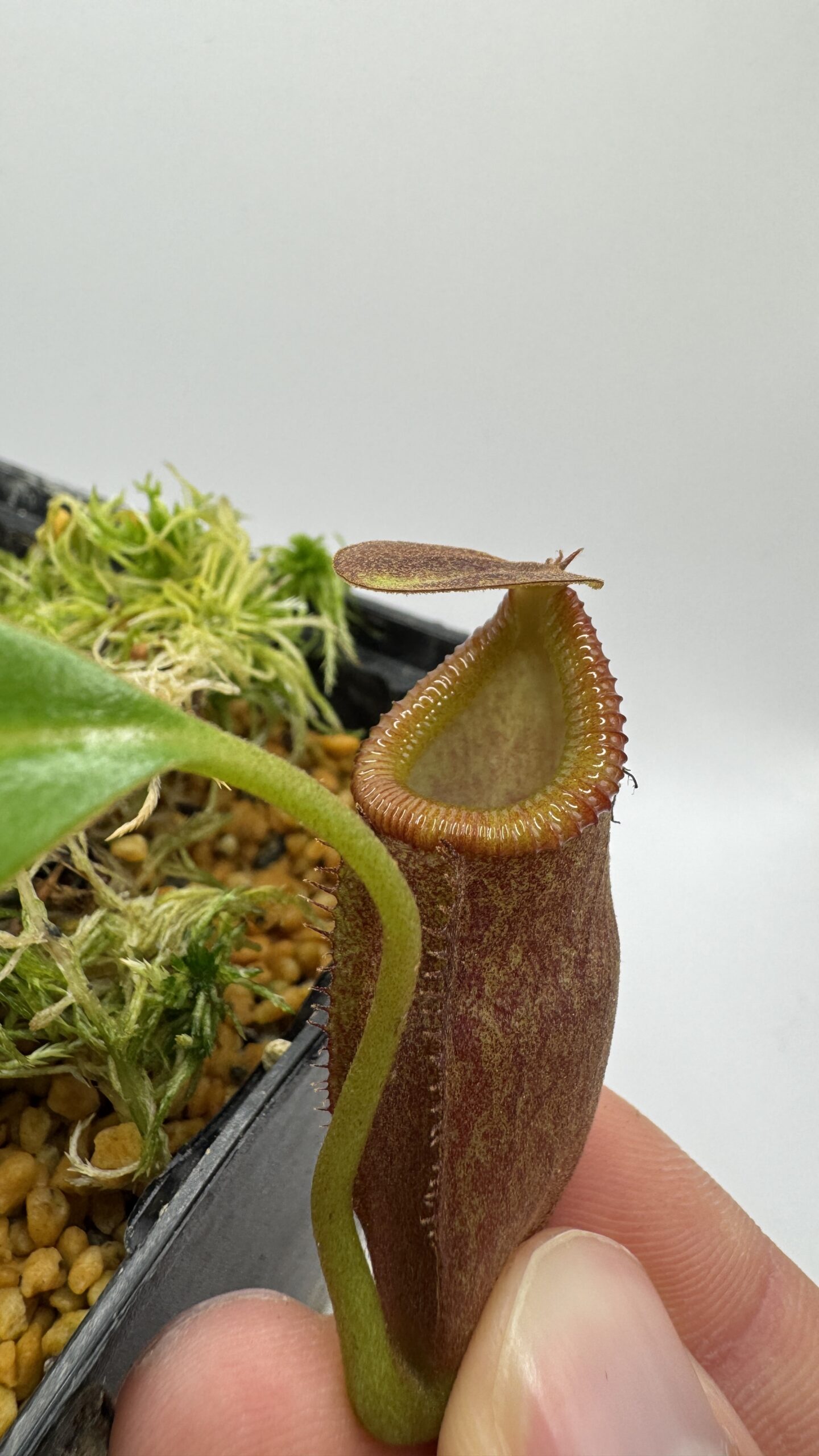 Nepenthes flava x macrophylla