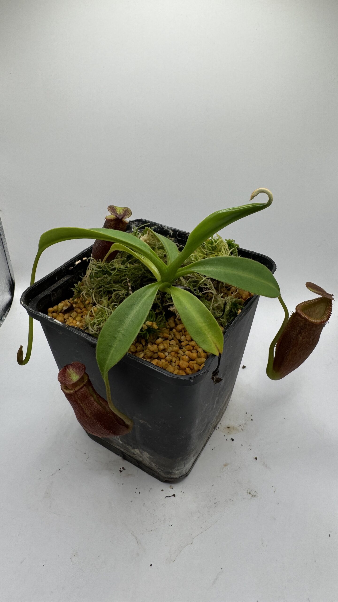 Nepenthes flava x macrophylla - Image 2